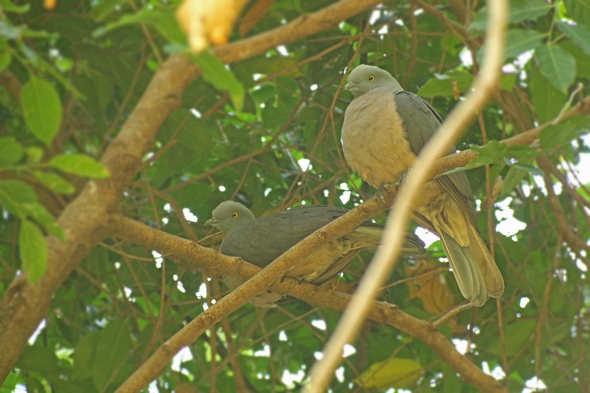 Тиморский плодовый голубь - ML205786961