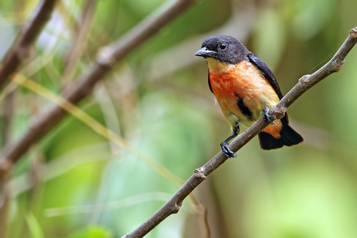 Pink-breasted Flowerpecker - James Eaton