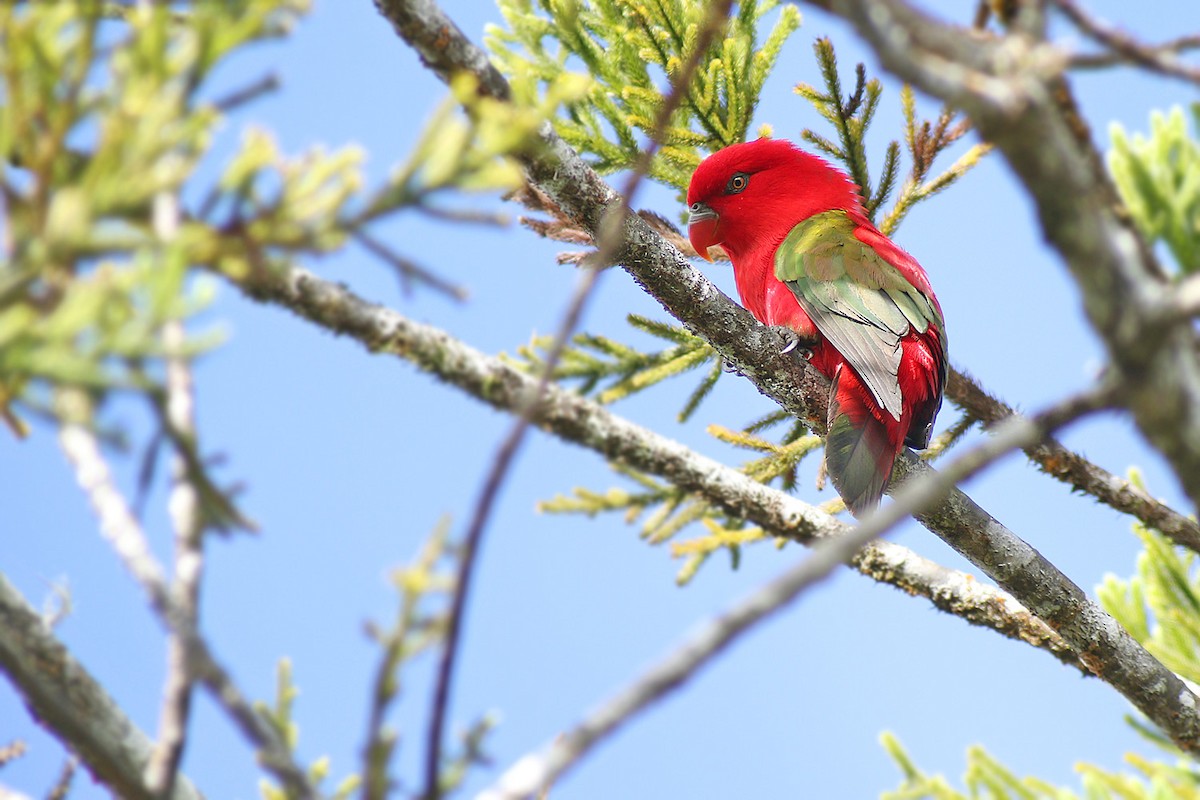 Chattering Lory - ML205787111