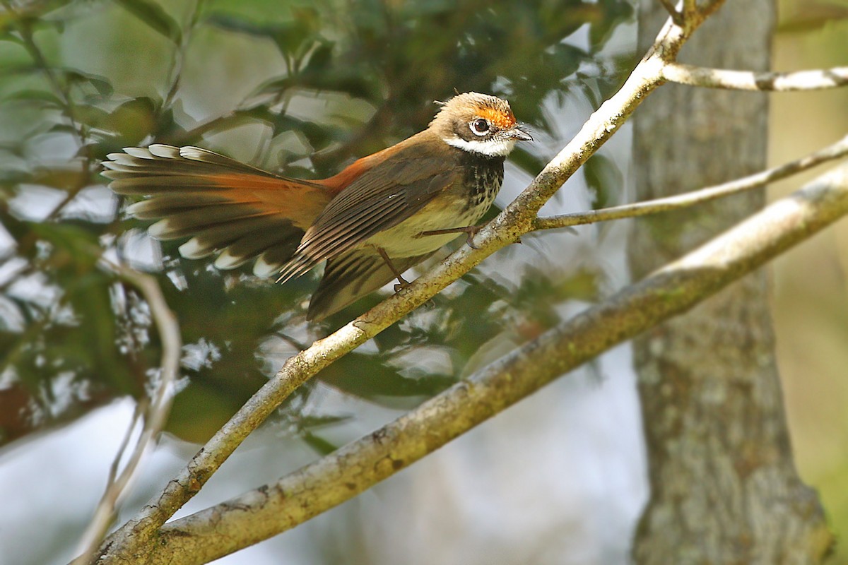 Gilolo Fantail - ML205787121