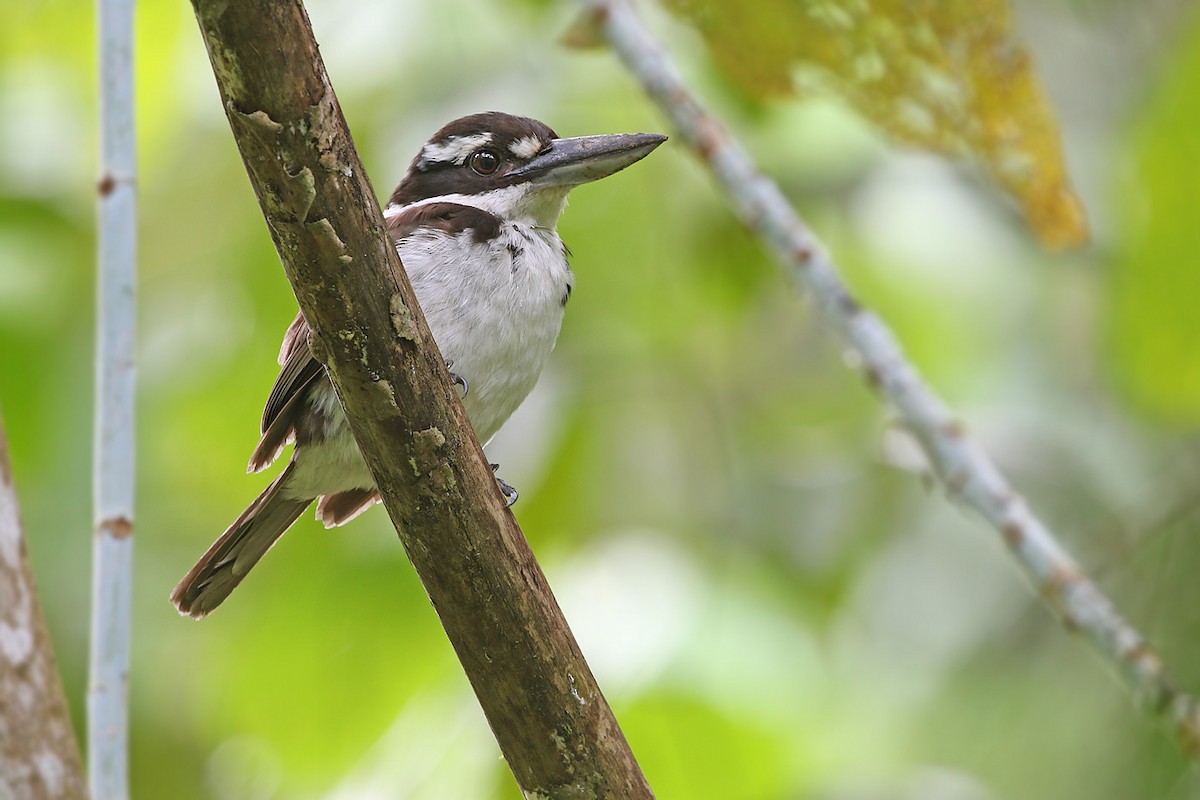 Sombre Kingfisher - James Eaton