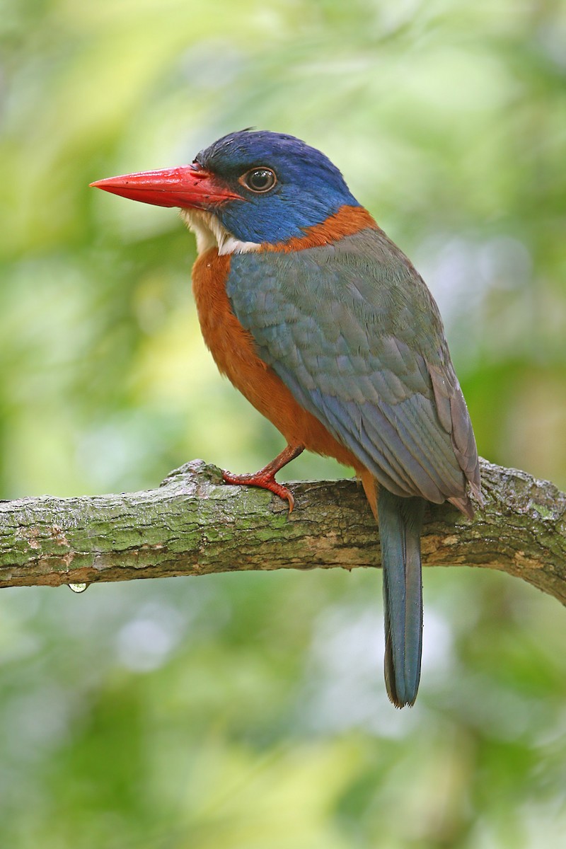 Green-backed Kingfisher (Blue-headed) - ML205787211