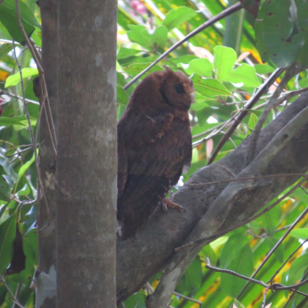 výreček mohelijský - ML205787291