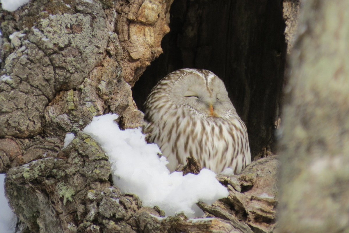 Ural Owl - ML205787561