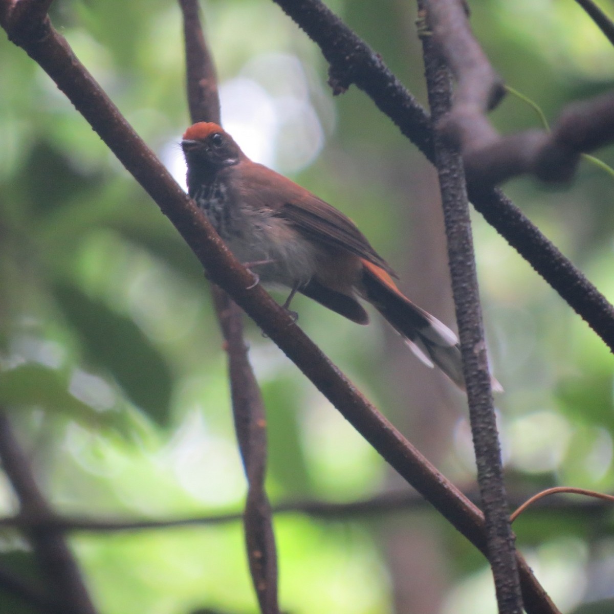 Solomons Rufous Fantail (Dark-throated) - ML205787651