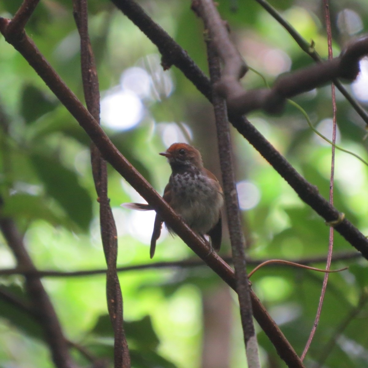 Solomons Rufous Fantail (Dark-throated) - ML205787661