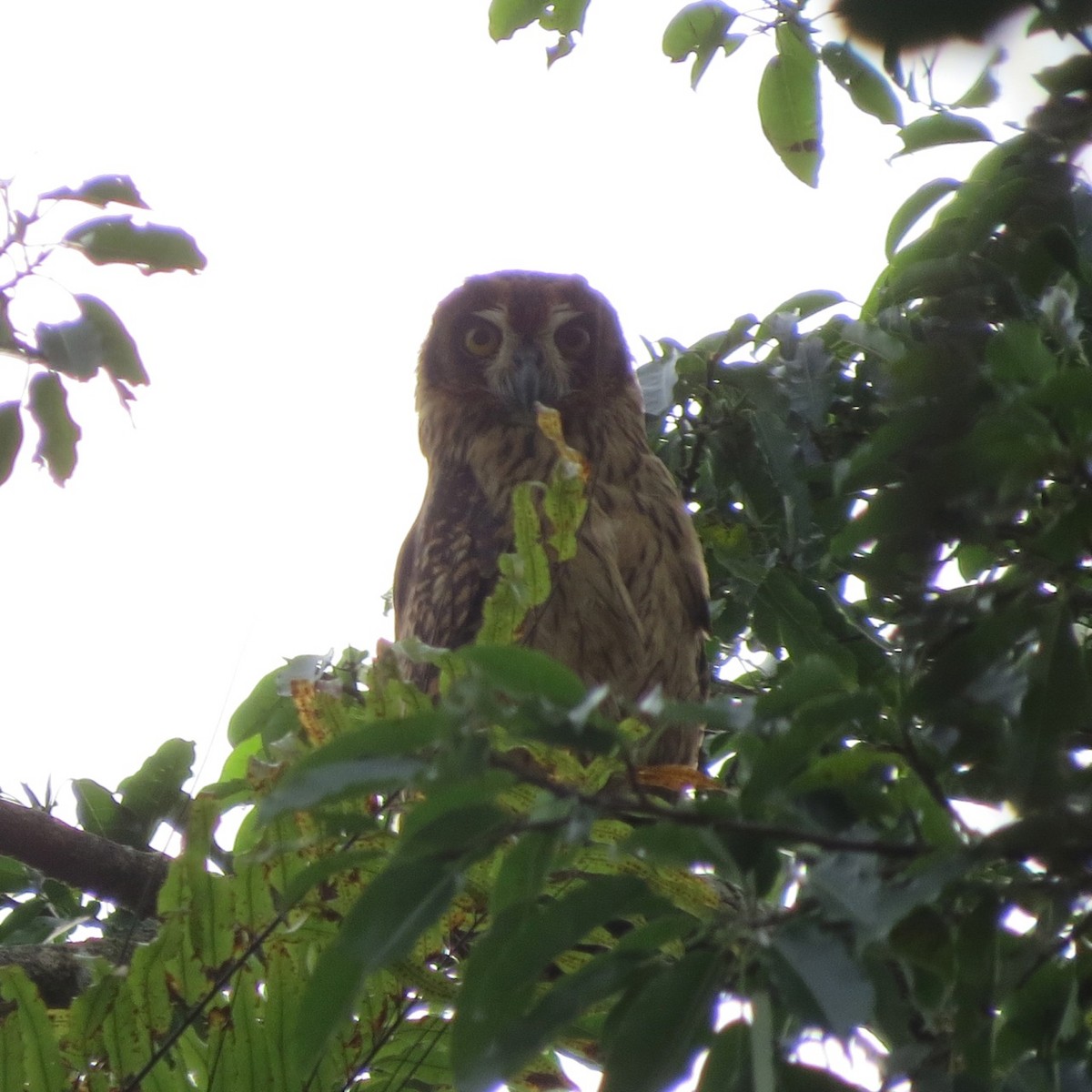 Fearful Owl - ML205787751