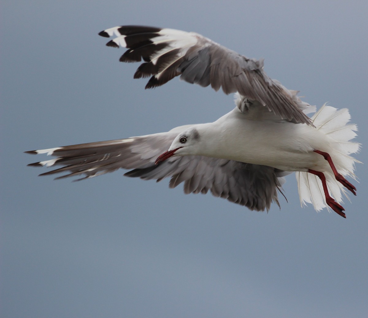 Gray-hooded Gull - ML205787791