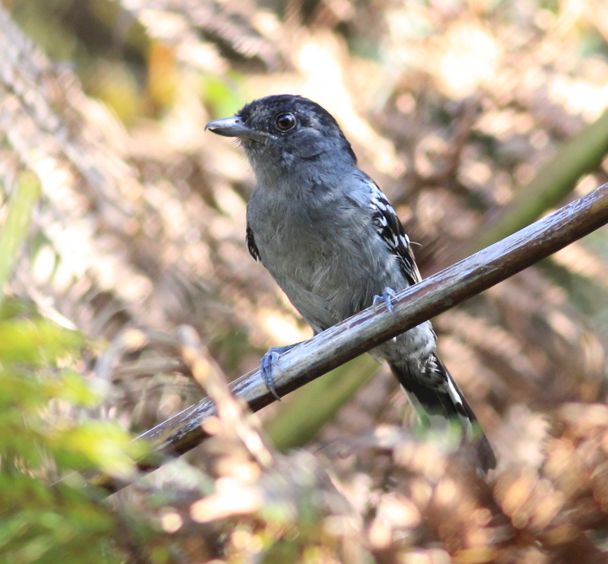Variable Antshrike - Sergio Porto
