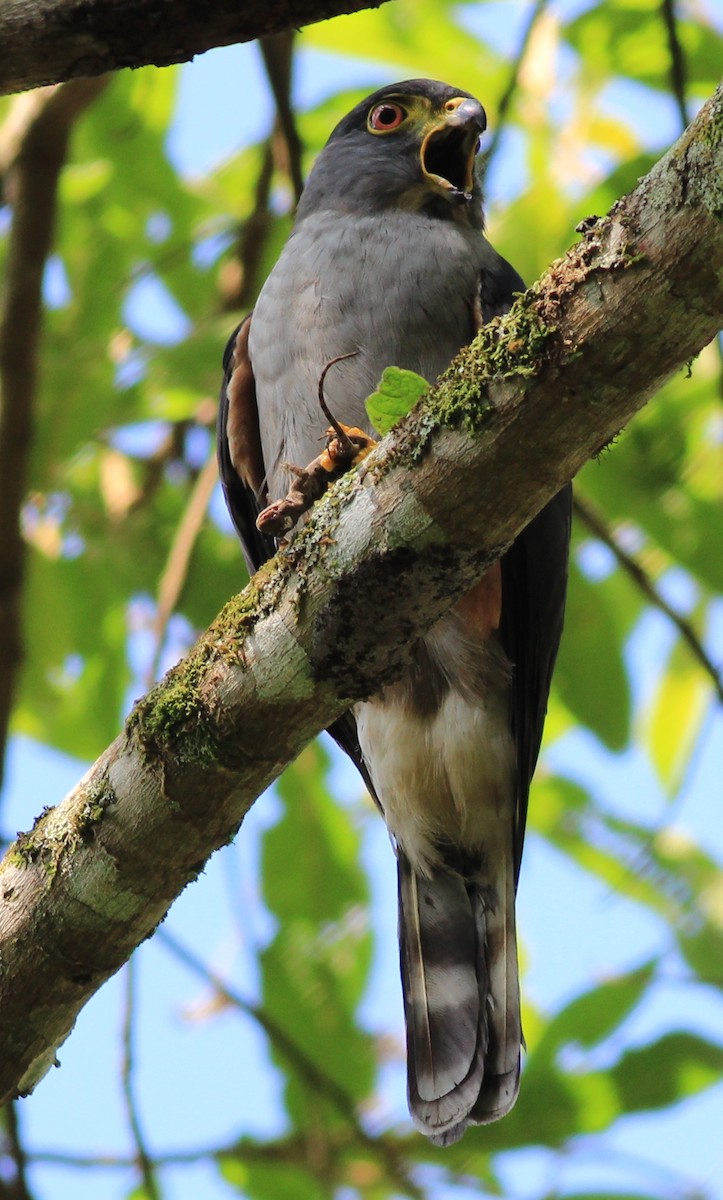 Rufous-thighed Kite - ML205788161