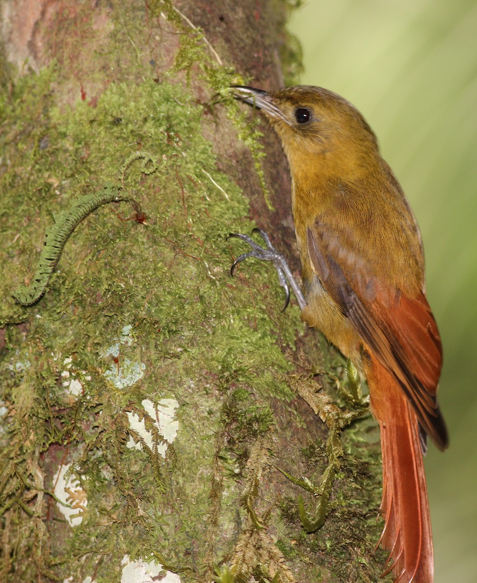 Olivaceous Woodcreeper (Olivaceous) - ML205788231