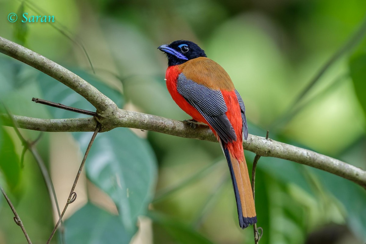 Scarlet-rumped Trogon - ML205788931