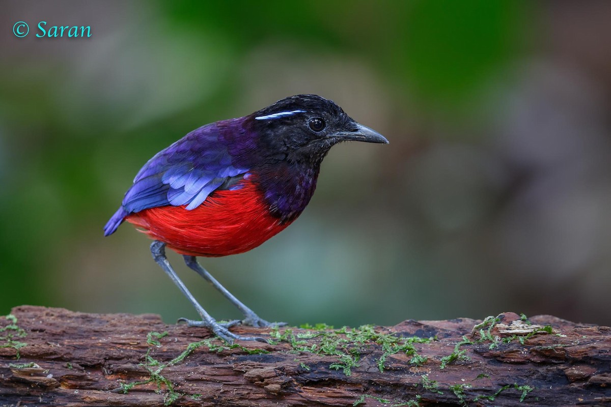 Black-crowned Pitta - Saravanan Krishnamurthy