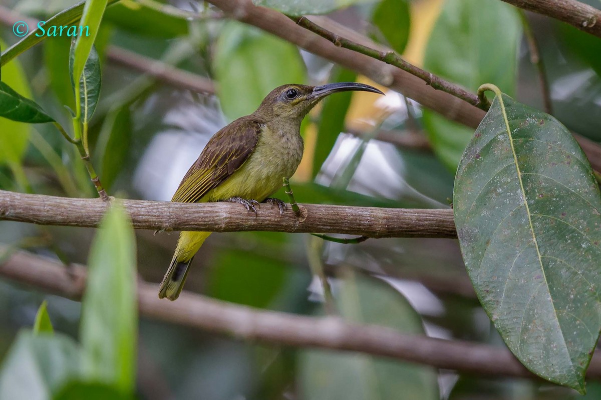 Thick-billed Spiderhunter - Saravanan Krishnamurthy