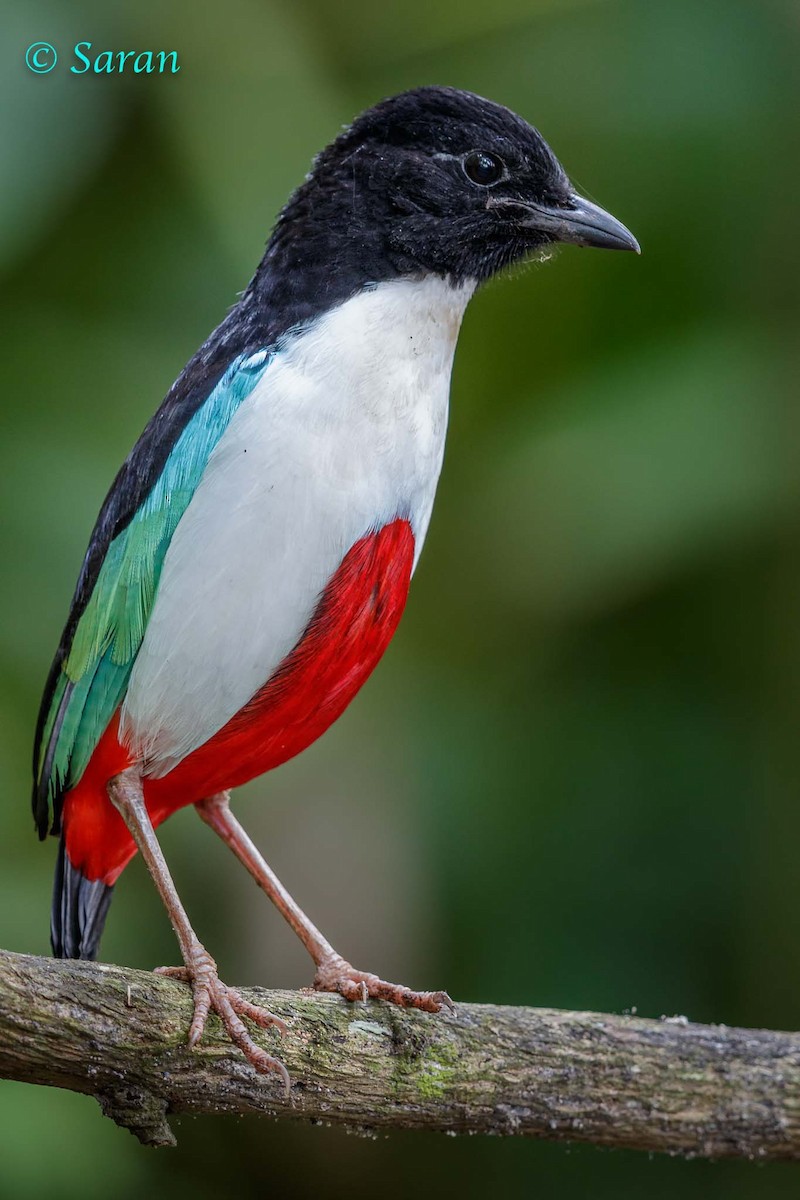 Ivory-breasted Pitta (Ivory-breasted) - ML205788981