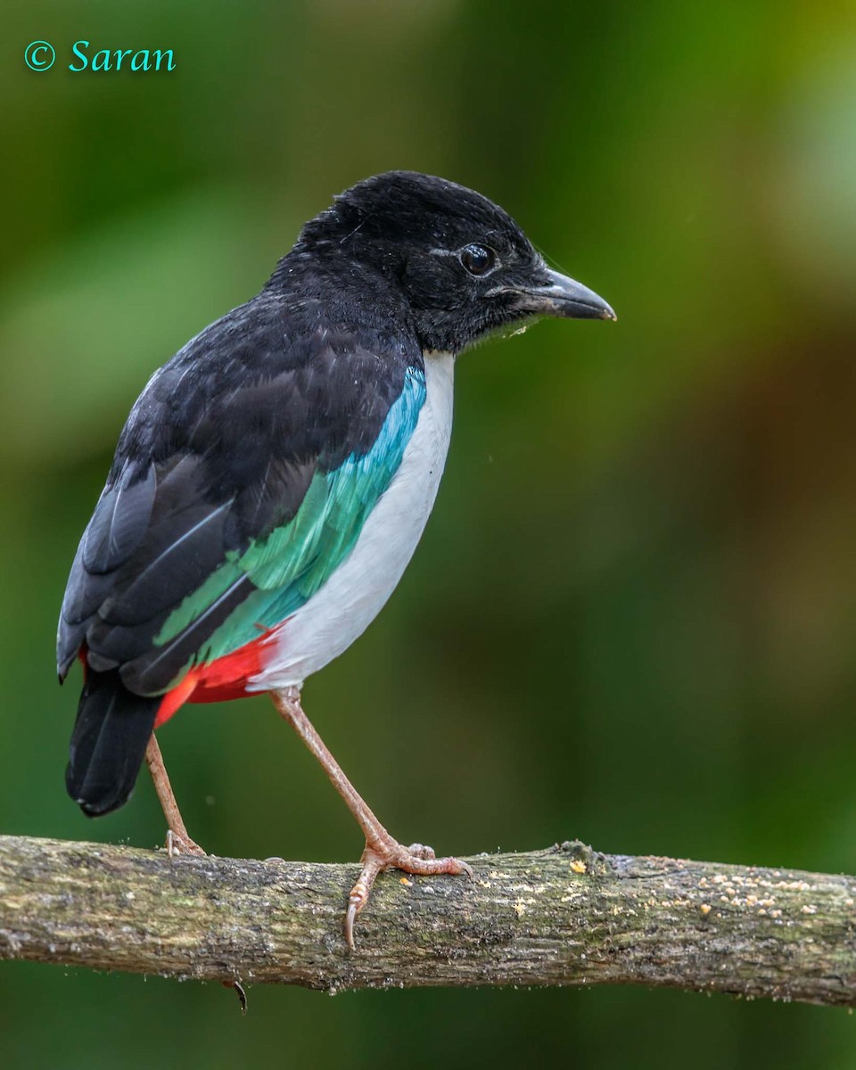 Ivory-breasted Pitta (Ivory-breasted) - ML205788991