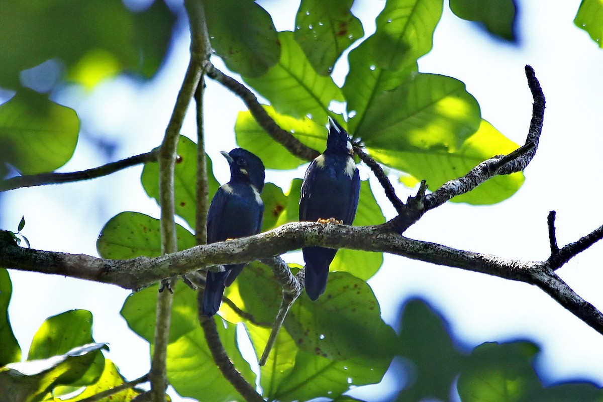 Sulawesi Myna - ML205789011