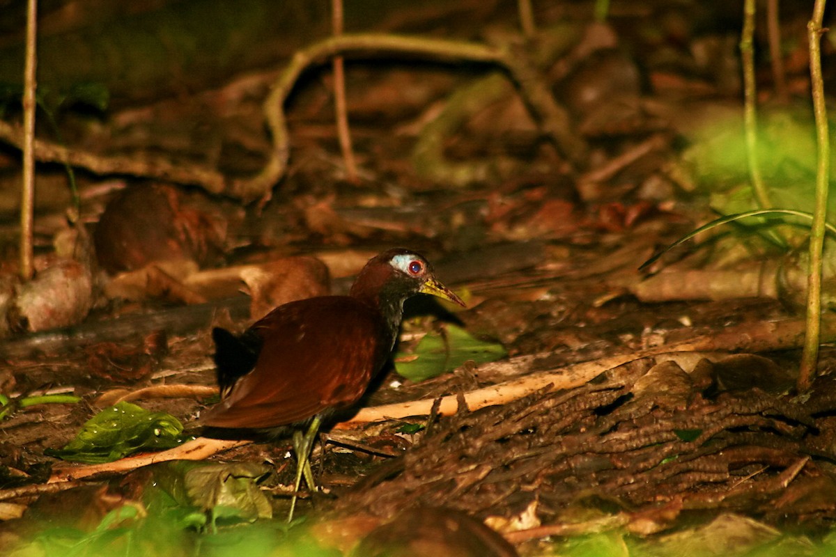 Blue-faced Rail - ML205789021