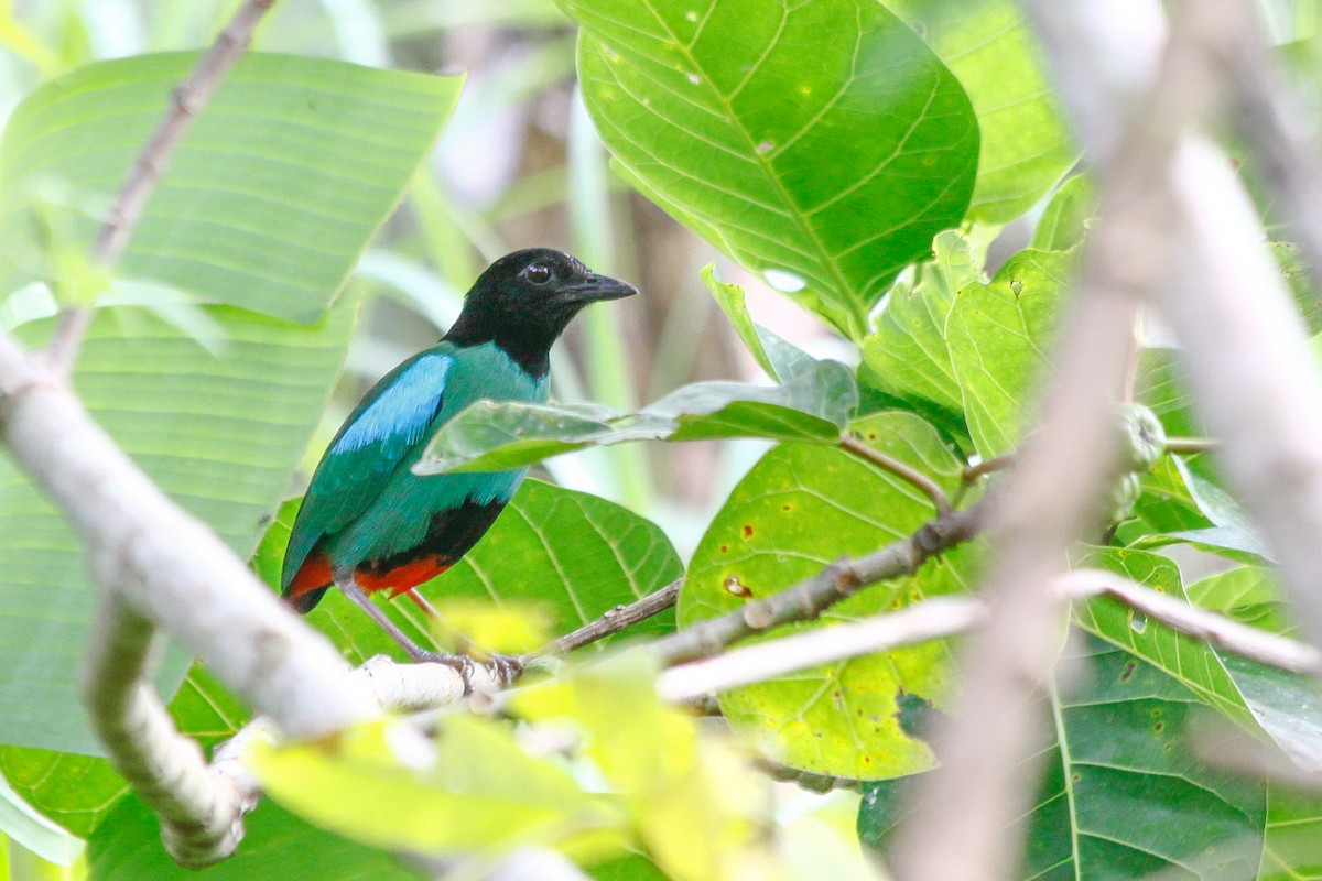 Western Hooded Pitta (Sangihe) - ML205789031