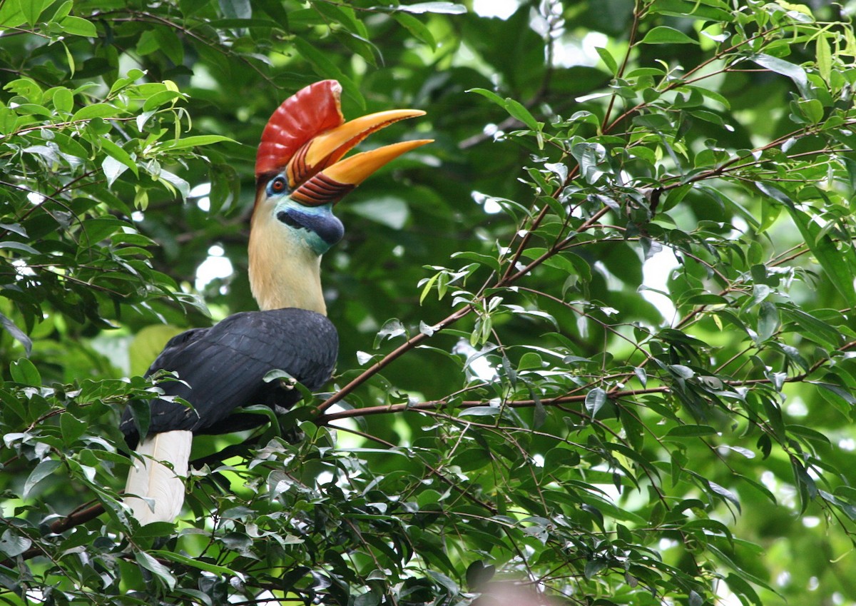 Knobbed Hornbill - ML205789071