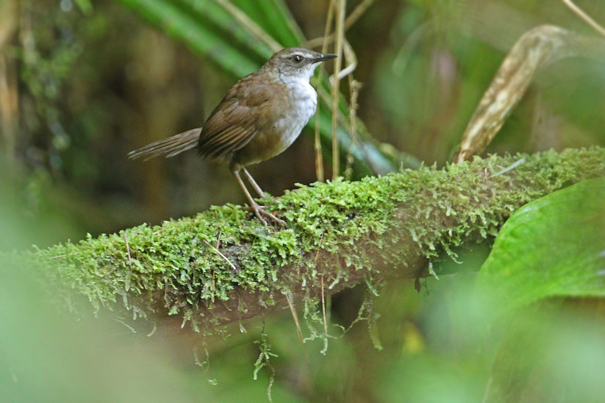 Buru Bush Warbler - James Eaton