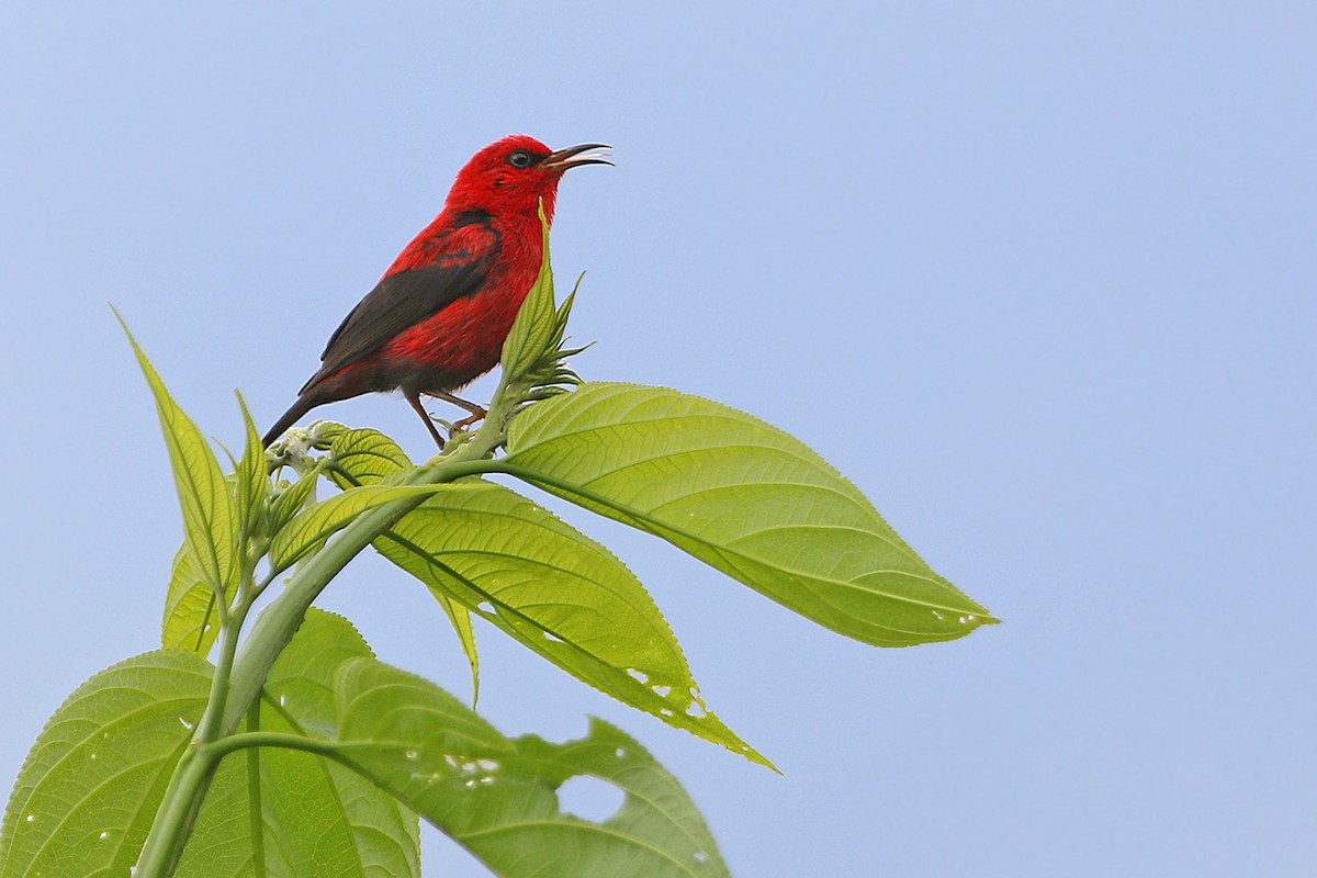 Wakolo Mizomelası (wakoloensis) - ML205789141