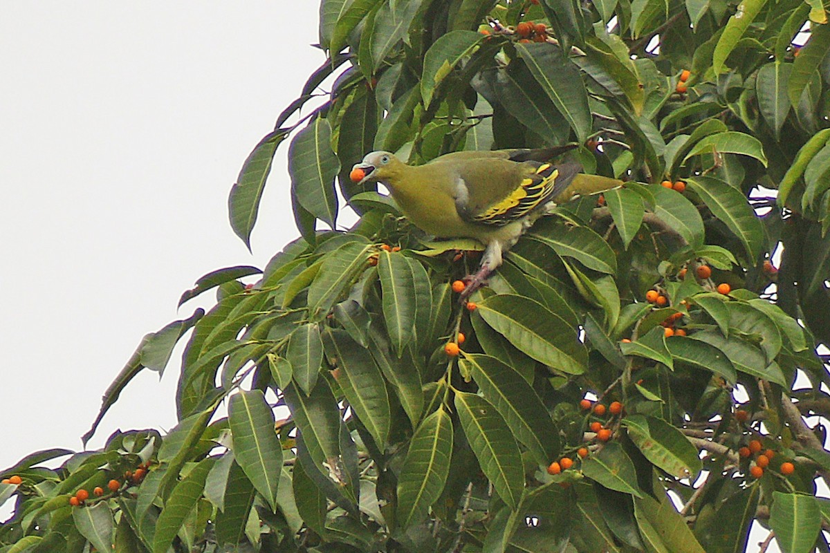 Буруанский зеленый голубь - ML205789151