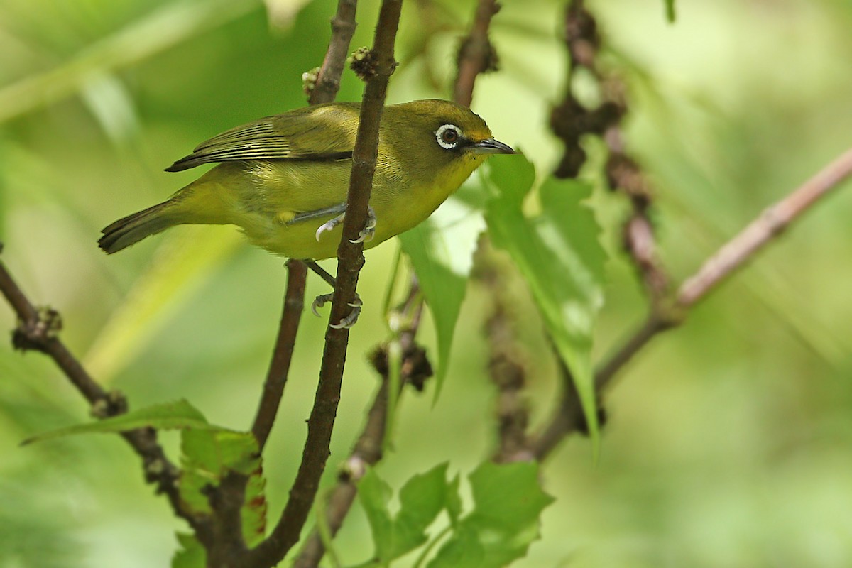 Buru White-eye - James Eaton