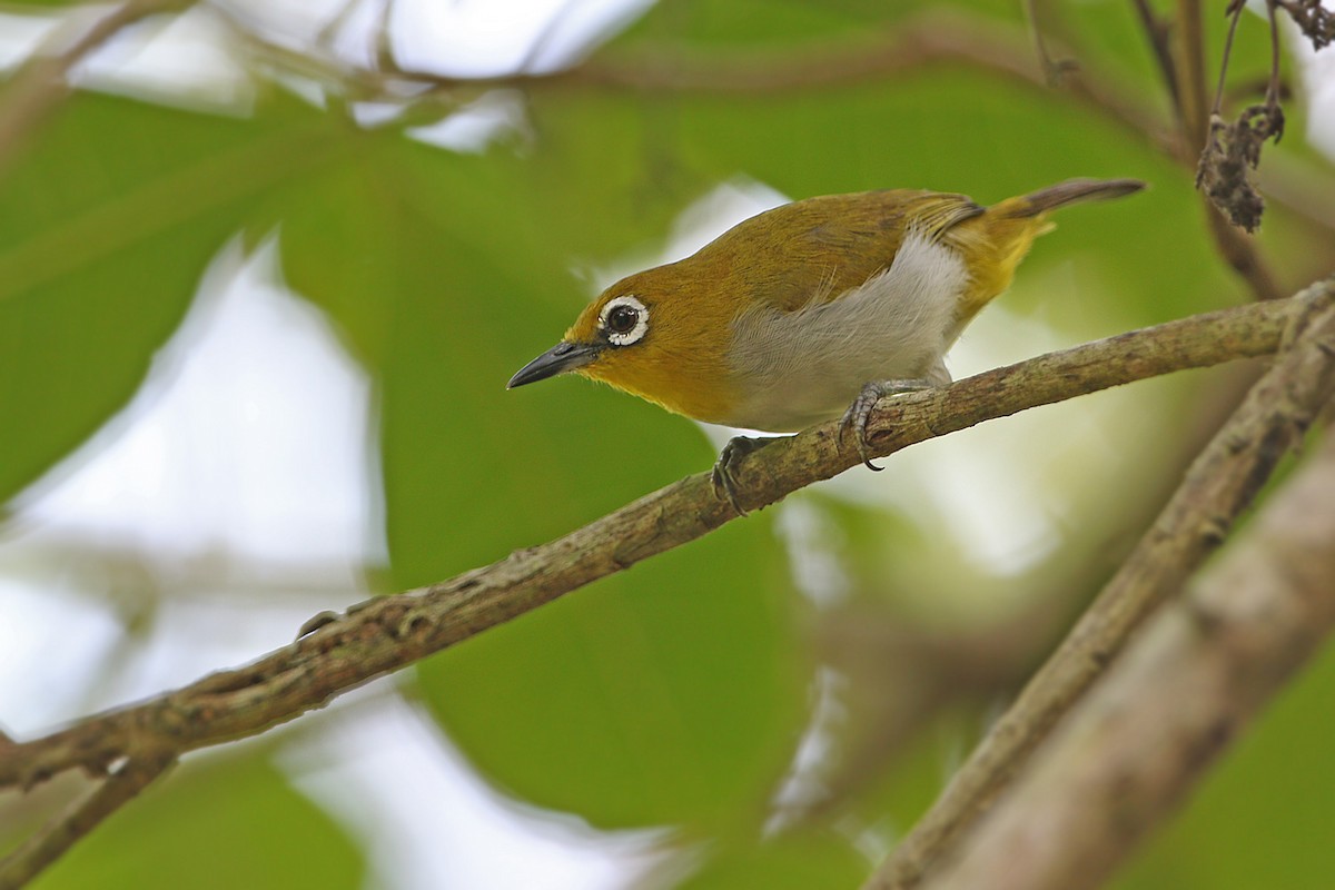 Sulawesi White-eye - James Eaton