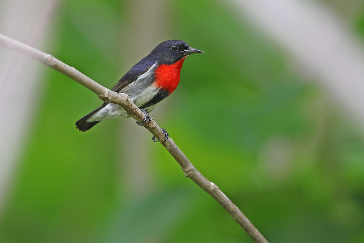 Gray-sided Flowerpecker (Wakatobi) - ML205789231