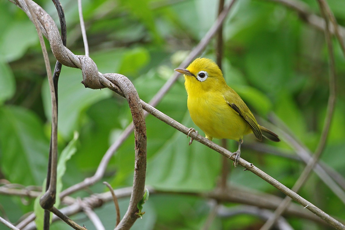 Wakatobi White-eye - James Eaton