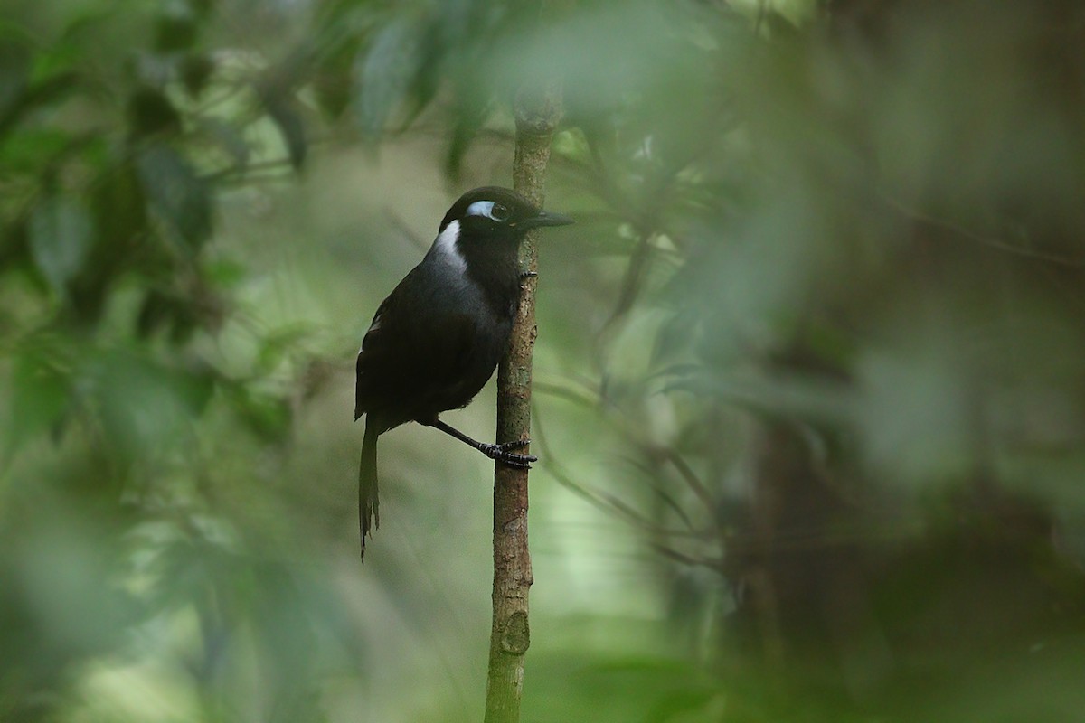 Cambodian Laughingthrush - ML205789281