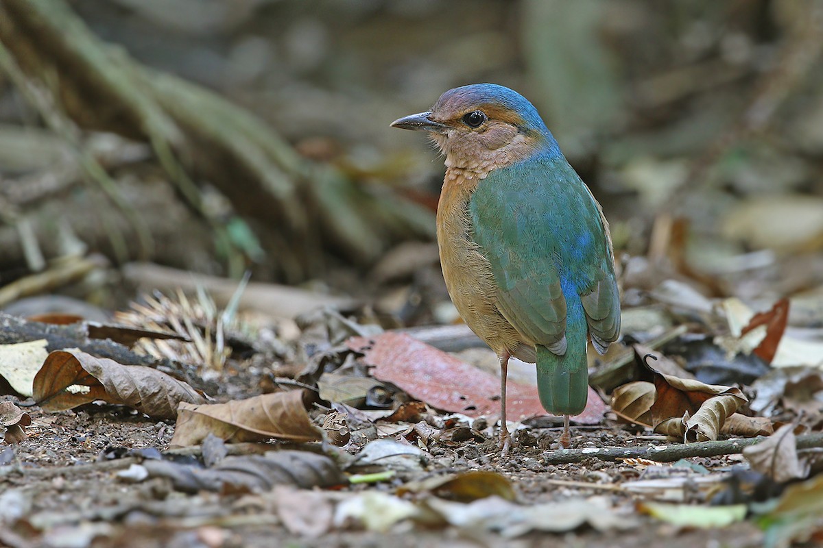 Blue-rumped Pitta - James Eaton