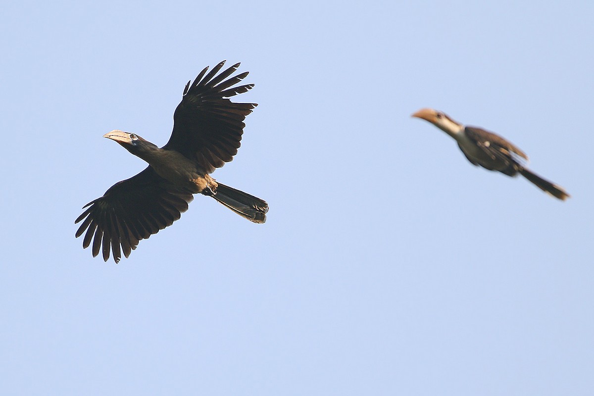 Brown Hornbill - ML205789421