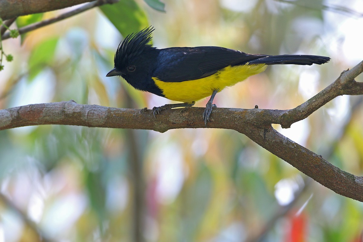 Sultan Tit (Black-crested) - ML205789491