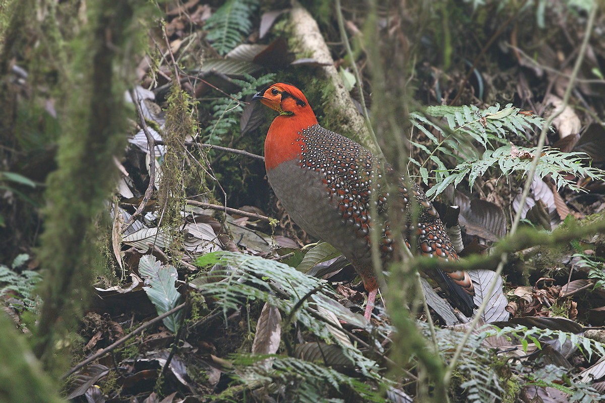 Blyth's Tragopan - ML205789581