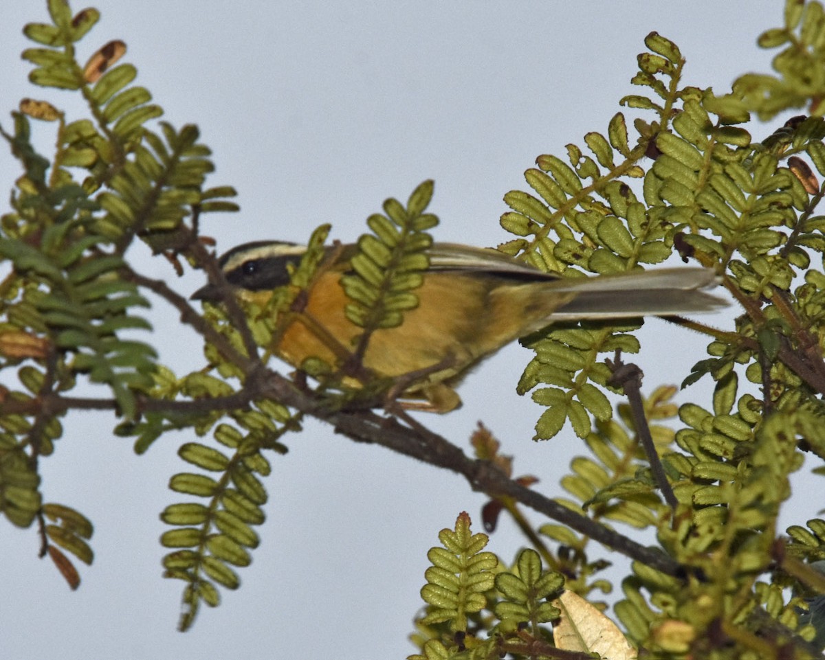 Three-striped Hemispingus - ML205789821