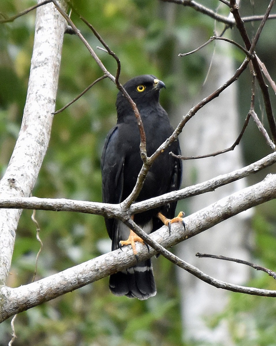 White-rumped Hawk - ML205789931