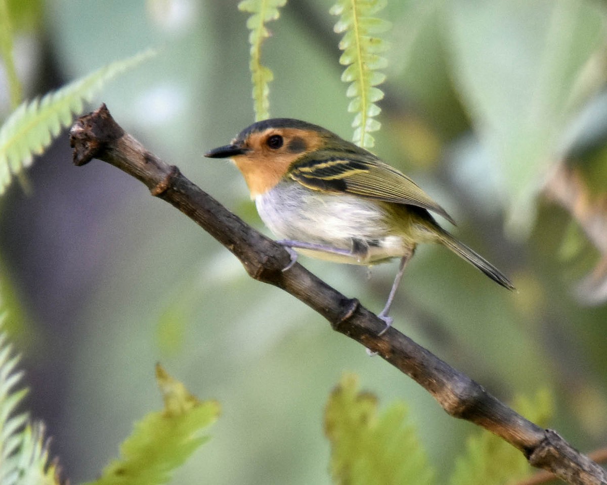 Ochre-faced Tody-Flycatcher - ML205790251