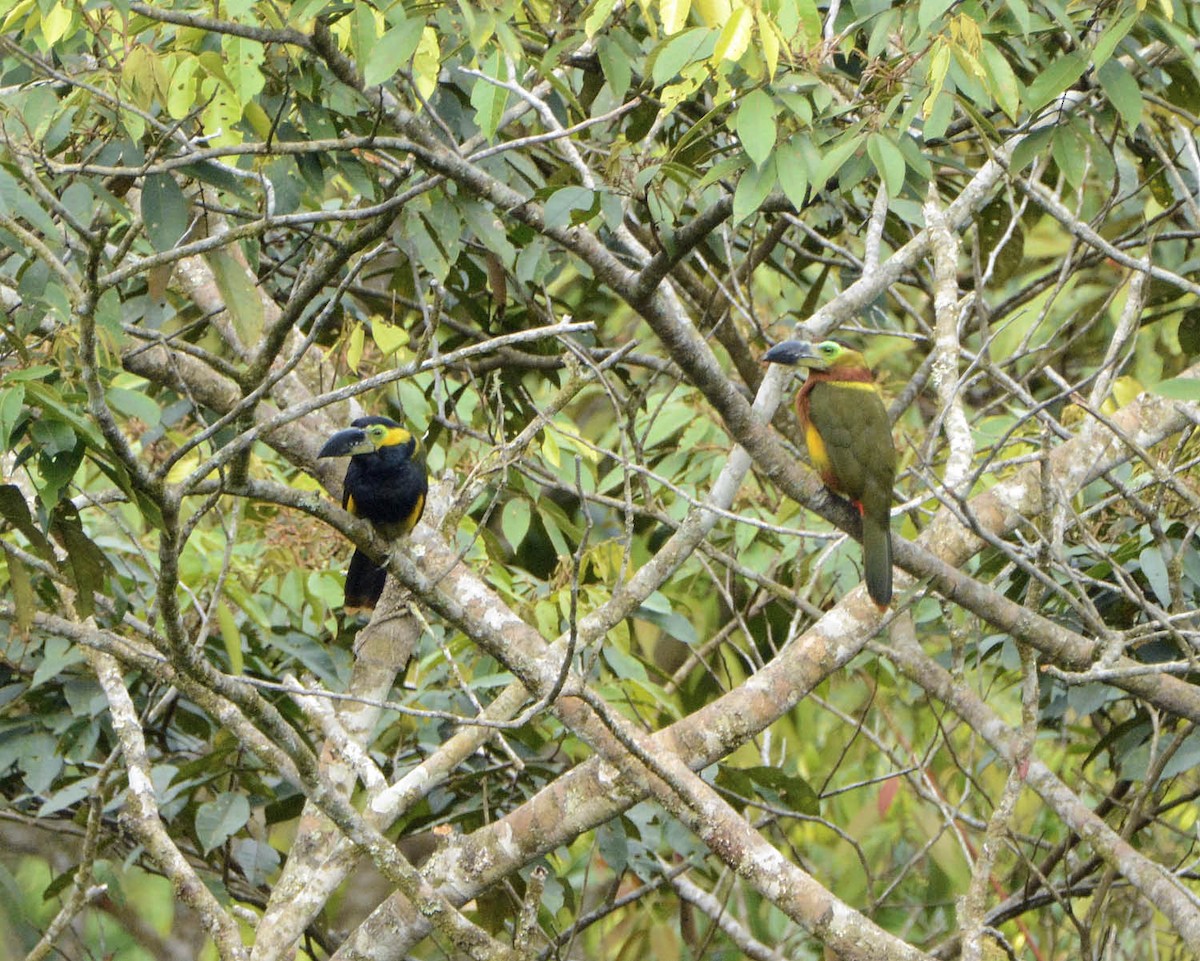 Golden-collared Toucanet (Green-billed) - ML205790271