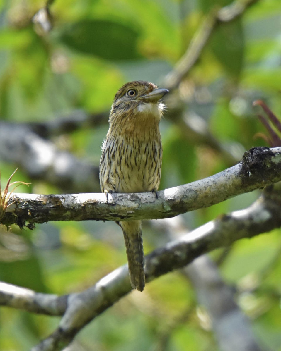 Western Striolated-Puffbird - ML205790281