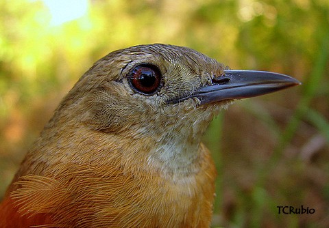 White-lored Spinetail - ML205790391