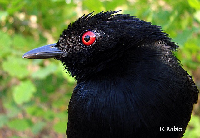 Western Fire-eye (maura Group) - Tatiana Rubio