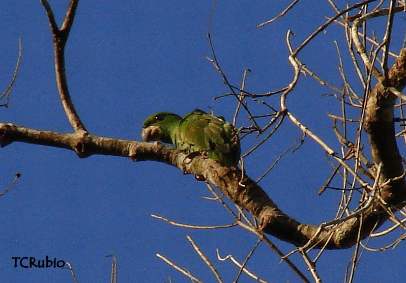 Kawall's Amazon - ML205790441