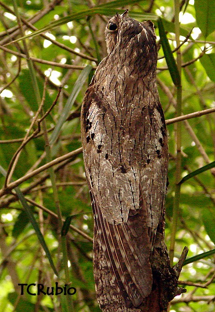 Ibijau gris - ML205790451