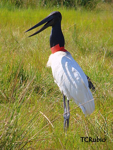 čáp jabiru - ML205790461