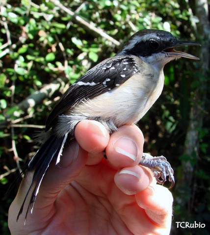 Serra Antwren (Restinga) - ML205790481