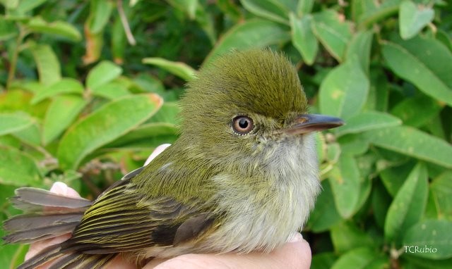 Hangnest Tody-Tyrant - ML205790501