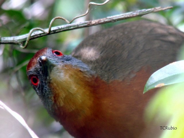 Russet-crowned Crake - ML205790531