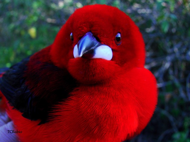 Brazilian Tanager - Tatiana Rubio